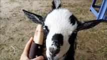A Beautiful Girl Makes a Beautiful World! Starring Cookie the Baby Goat