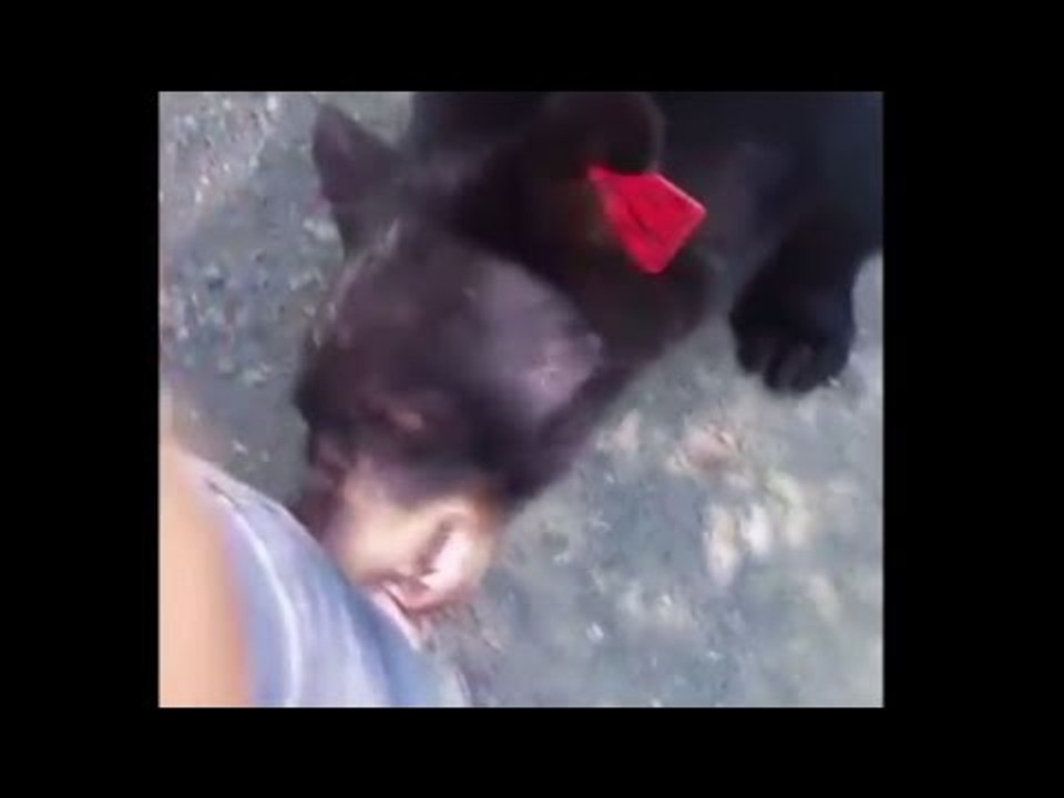 Nerves of steel: Hiker encounters black bears face-to-face, escapes unharmed