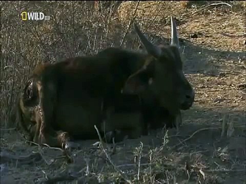 Hyena Eating Buffalo Calf Alive (Viewer discretion is advised) [HD2015]