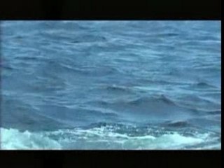 Vu du ciel : les baleines menacées