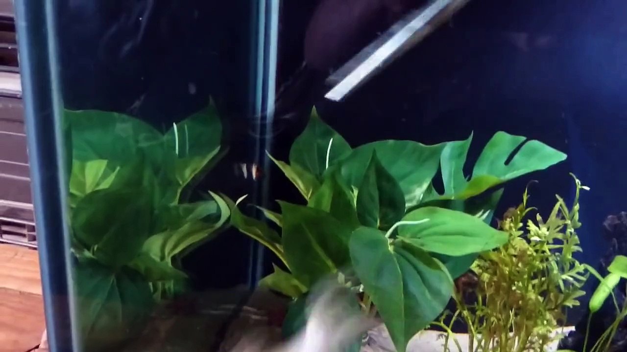 Un poisson-chat ogre avale un poisson