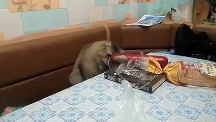 ★ ソーセージを食べようとするも開かずびびって逃げ出す猫（笑） ★ おもしろ 猫