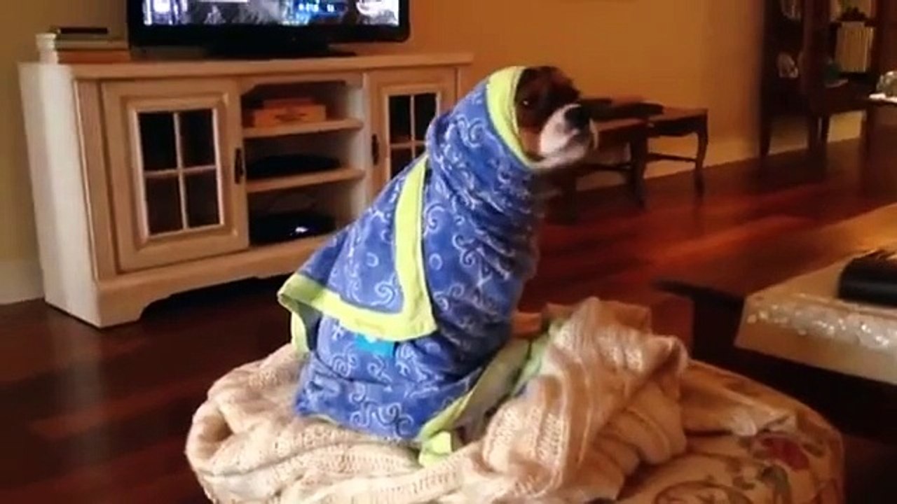 ★ タオルでグルグル巻きの犬！なんだかかわいいなぁｗ ★ かわいい 犬