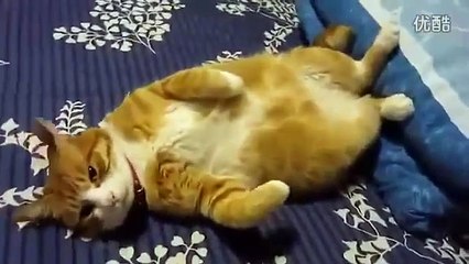 ★ ででぇーん！！！もふもふなデブ猫がベットの上でゴロゴロ～♫ ★ かわいい 猫