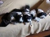 ★ モフモフしてて目がクリクリな犬！じっとこっちを見つめてきます＾＾ ★ かわいい 犬