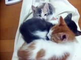 ★ 仲良しの3匹の猫が寝ているかと思いきや一匹をどかしてみると・・・？！ ★ かわいい 猫