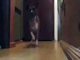 ★ 犬のステップのうまさが半端ない！かわいい犬のダンス動画✩ ★ かわいい 犬