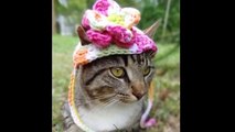 ★ 猫の素敵な帽子動画特集！いろんなおしゃれの帽子をかぶった猫がたくさんでてきます♫ ★ かわいい 猫