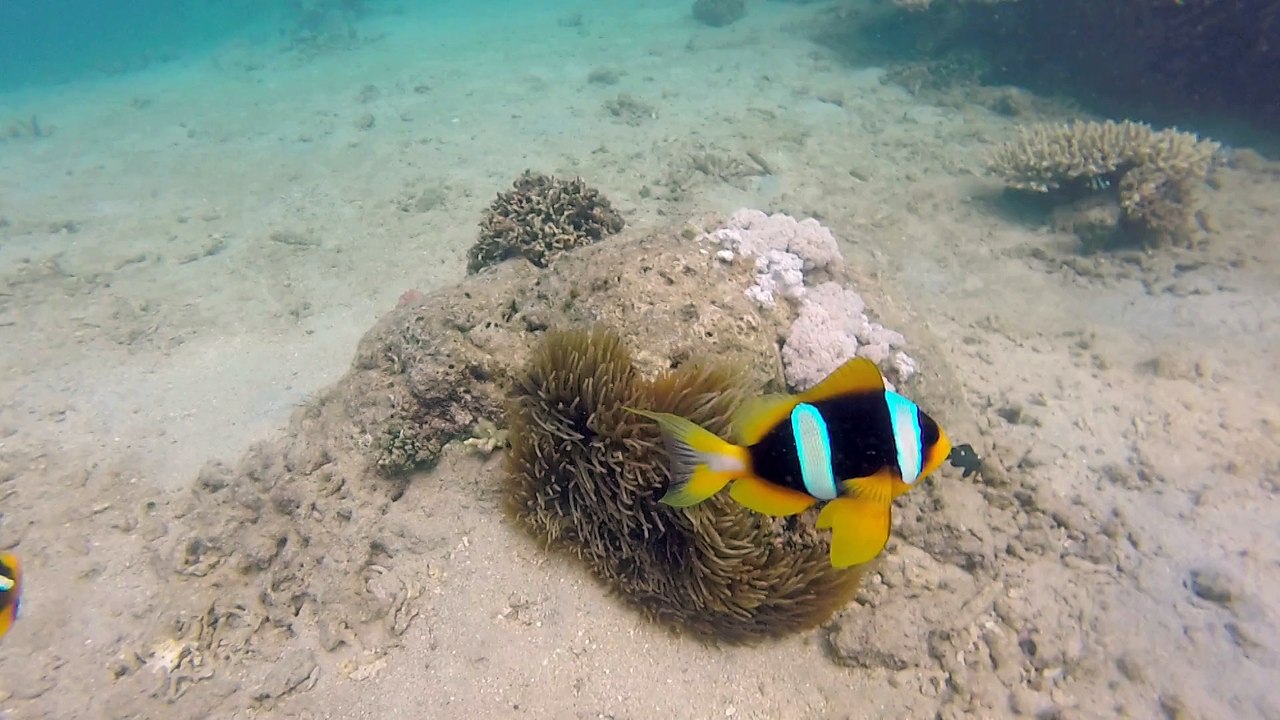 Les Cabanons à Mayotte poissons clown