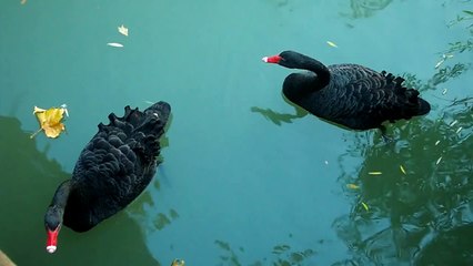 Black Swans