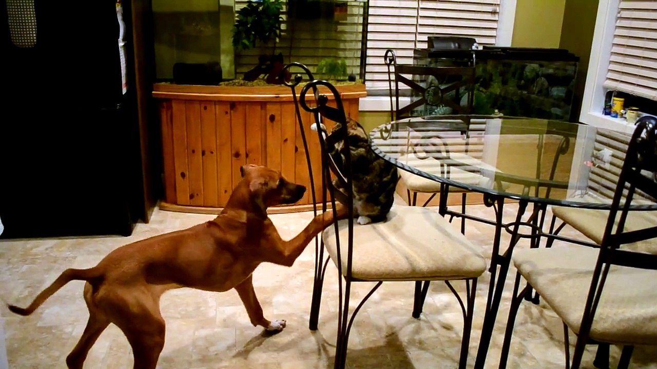 Rhodesian Ridgeback playing with cat
