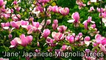 'Jane' Japanese Magnolia Flowering Tree - Huge, Pink, Fragrant Flowering Trees
