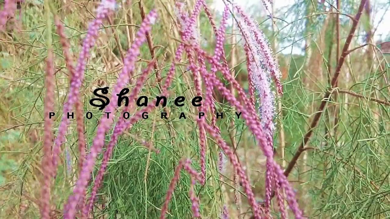 Shanee Photography ID