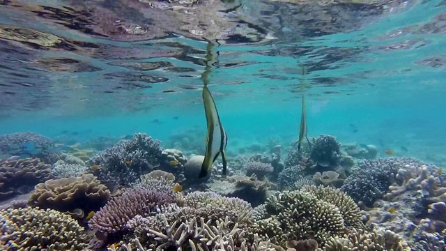 Les Cabanons à Mayotte platax