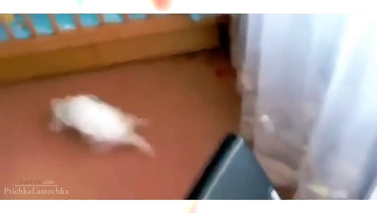 Funny Animal Videos - Video Dailymotion2015