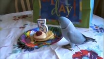 Ce perroquet reçoit le cadeau de ses rêves pour son anniversaire