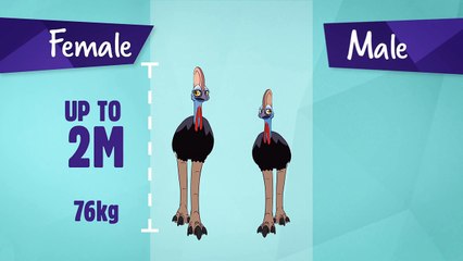 Curious Cassowary Facts