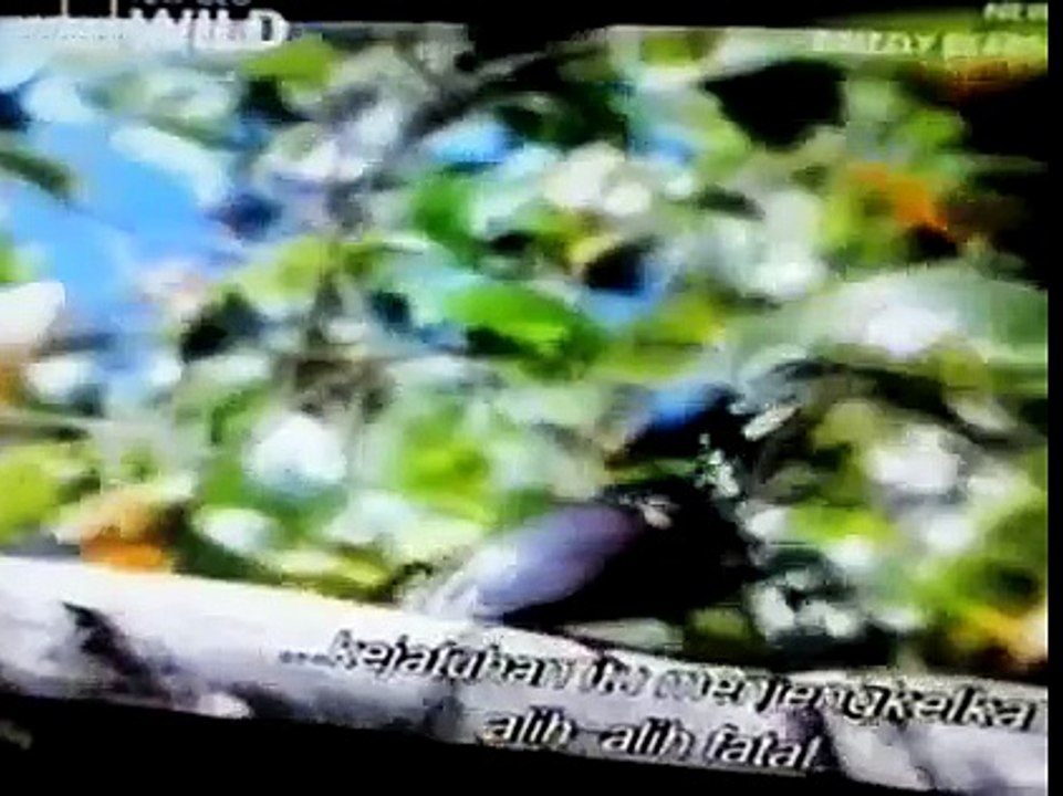 Animal Fight - Insect Fight