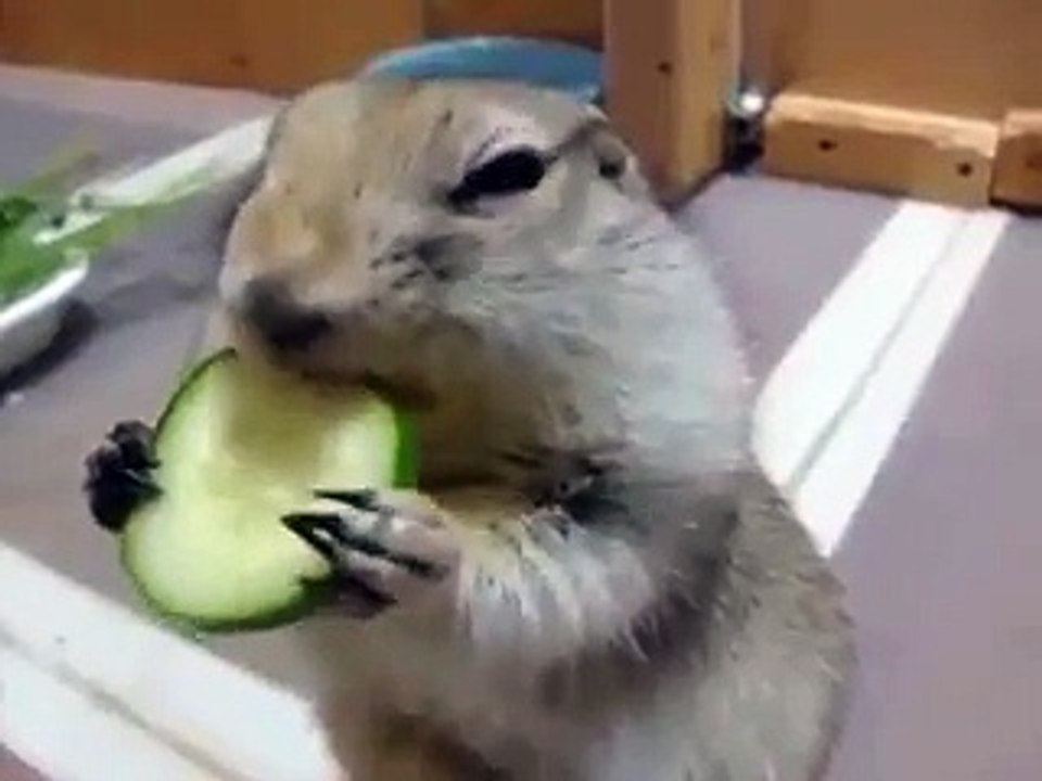 Richardson's ground squirrel eating cucumber dramatically