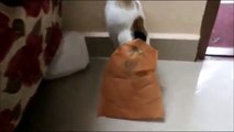 Funny Cat 1: Cat Face Is Covered By a Plastic Bag | Funny Cat Video. You will not control Laugh.