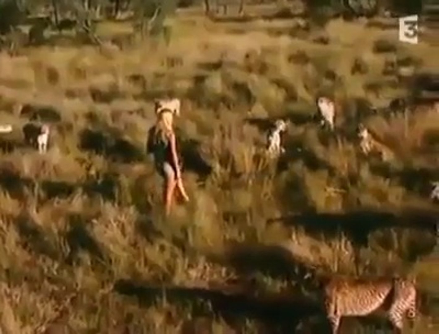 Brave Girl With 10 Cheetahs...