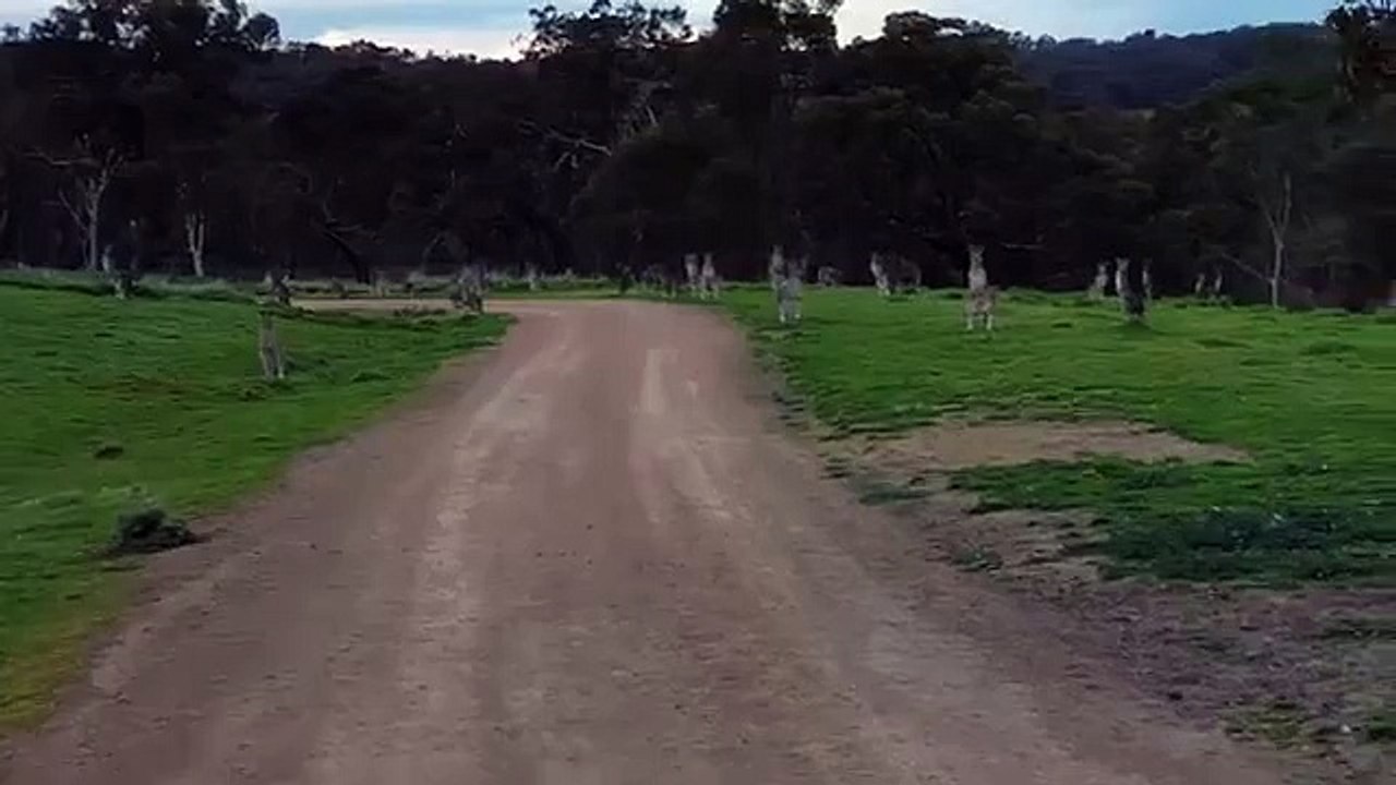 Kangaroo horde during bike ride
