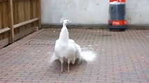 White Peacock is  spreading his feather...