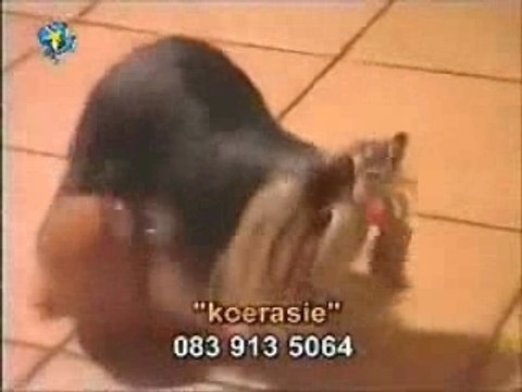 Small Dog Humping Stuffed Toy Bear