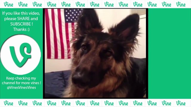 NEW German Shepherd Dog Best Funny Vines Compilation 2015 GSD Are AMAZING !!