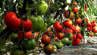 Des belles Tomates sans Maladie Bio où presque !,les secrets dévoilés !en Vidéo sur You-Tube.