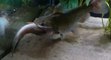 Poisson chat ogre mange un poisson plus gros lui