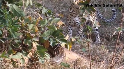 Leopard vs Python: Leopard kills python