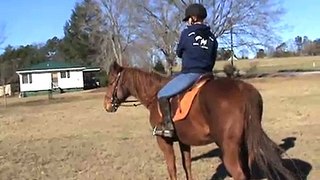 Carolina Sport Horses Levi and a whip