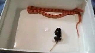 Meine Schlange schnappt sich zum ersten mal eine lebende Maus!