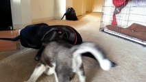 Husky Puppy attacks Great Dane Puppy