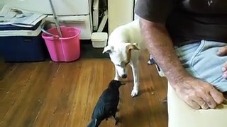 Bird ('Cha Cha') feeding our Dog ('Skye')