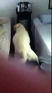 HAHAHAHA kid gets TRAPPED and gets humped by dog///funny