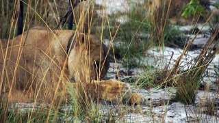 Lady Liuwa acting like a 300 pound house cat, Liuwa Plain National Park, November 27, 2012