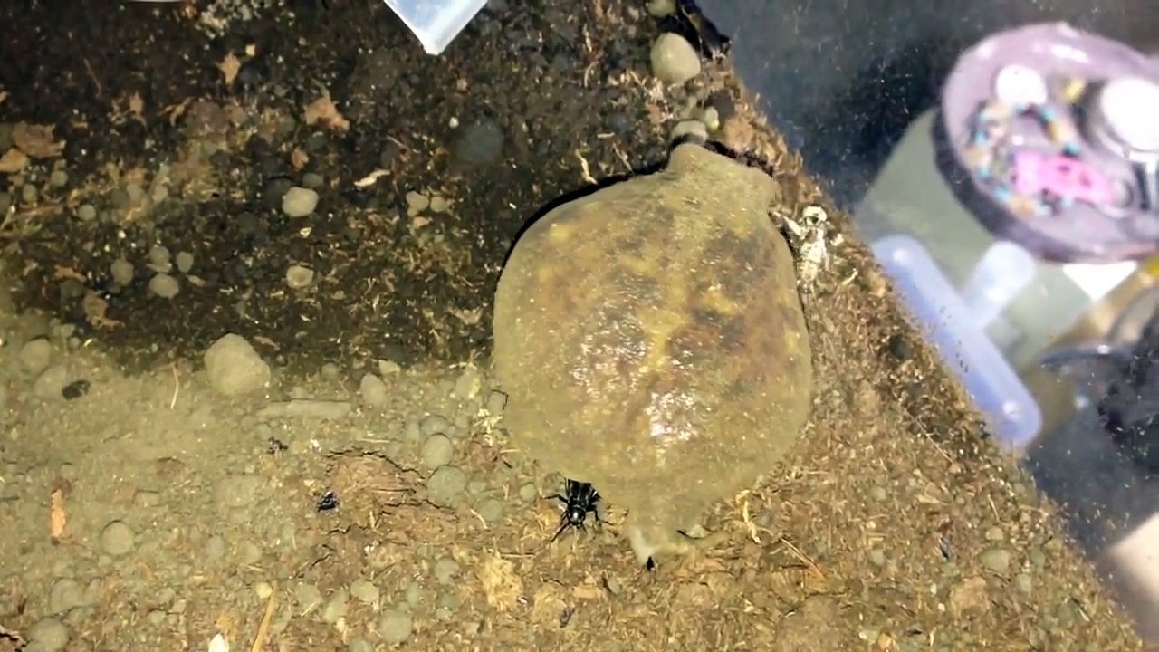アメフクラガエル、爆食。