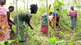VSO and Cocoa Life: working to support cocoa farmers in Ghana