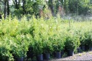 Planting  Fast Growing Screening Trees In Ringoes   NJ