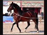Ecuries kanel vente de chevaux pure race espagnole.