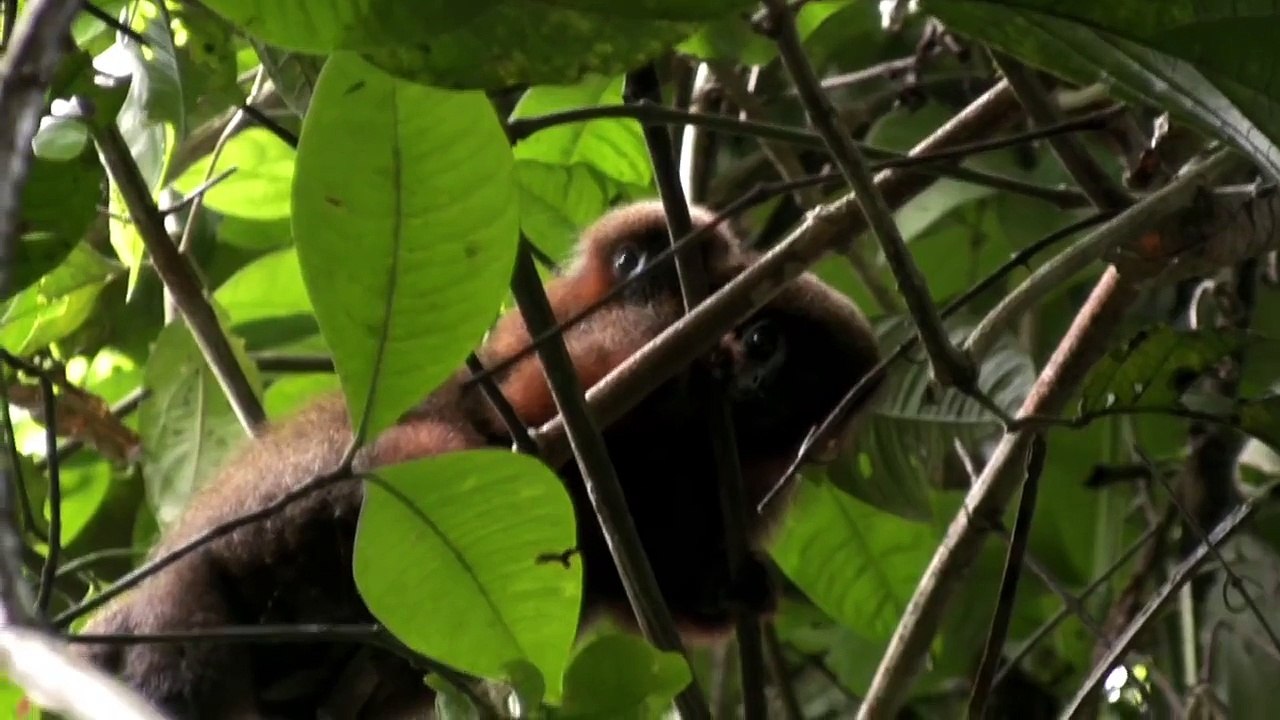 El Perro Del Hortelano (Pelicula Peruana) Parte 1 NUEVA Version 2009