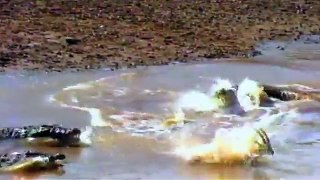 World's Deadliest  Crocodile Attack!