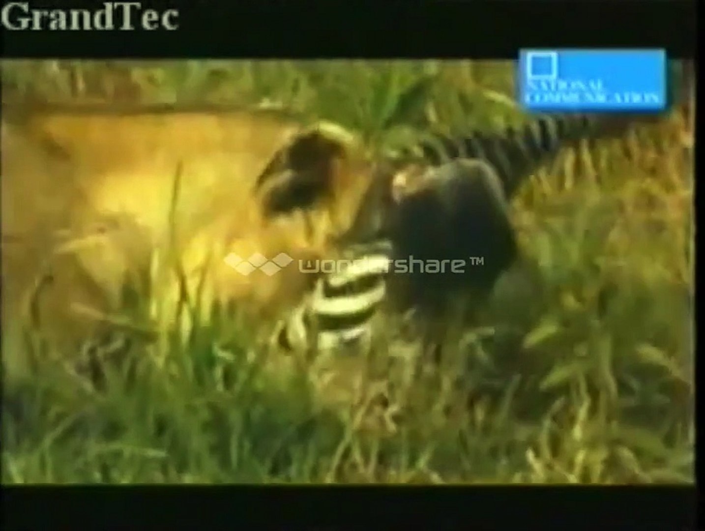 Animals international , Animal Documentary  , Animals National Geographic