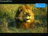 Animal Documentary , Special video about Animal Documentary