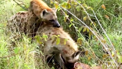 Hyänen Paarung - Paarung Hyänen | Tiere Paarung 2015