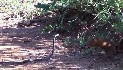 Mongoose vs Black Mamba !