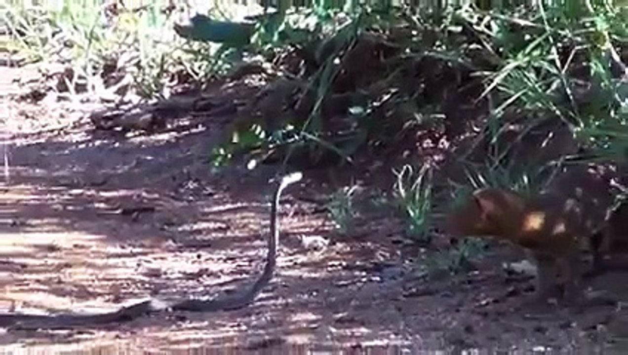 Mongoose vs Black Mamba !