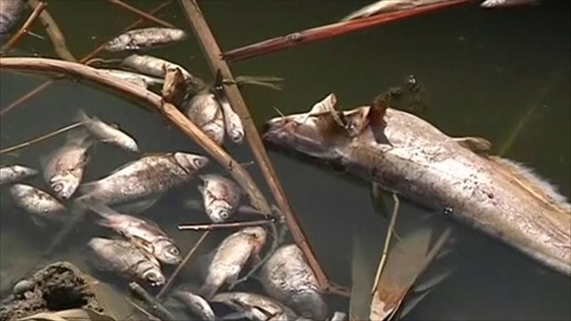 ارتفاع الملوحة بالأهوار يهدد الثروة الحيوانية